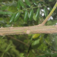 Sophora tomentosa L.